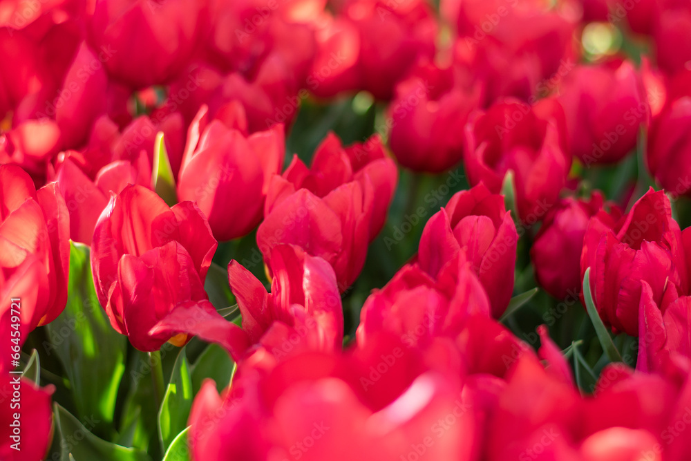 Field of red tulips Floral background Tulip spring flowers concept Field of red tulips Floral background Tulip spring flowers concept