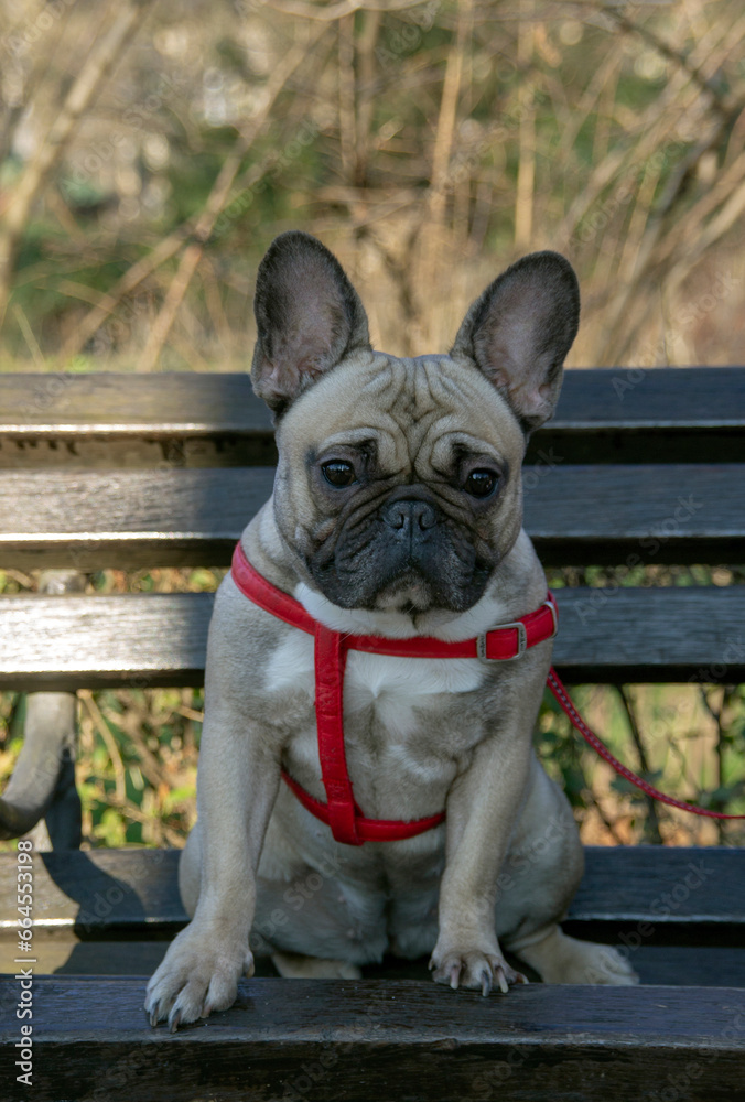 Mr. French Bulldog is alone in his world.