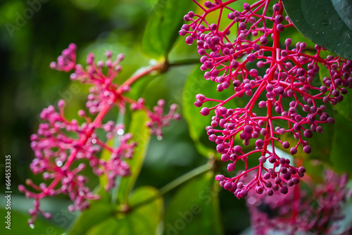 Medinilla speciosa with out-of-focus background