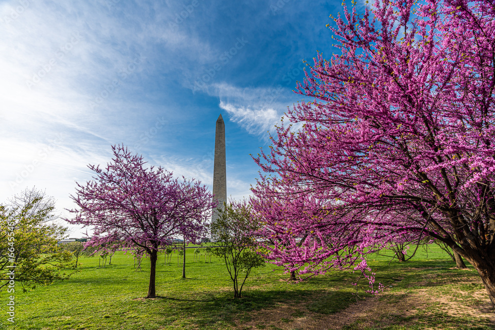 Washington monument on the National Mall in Washington, D.C, USA and Colorful Cherry blossom trees in spring