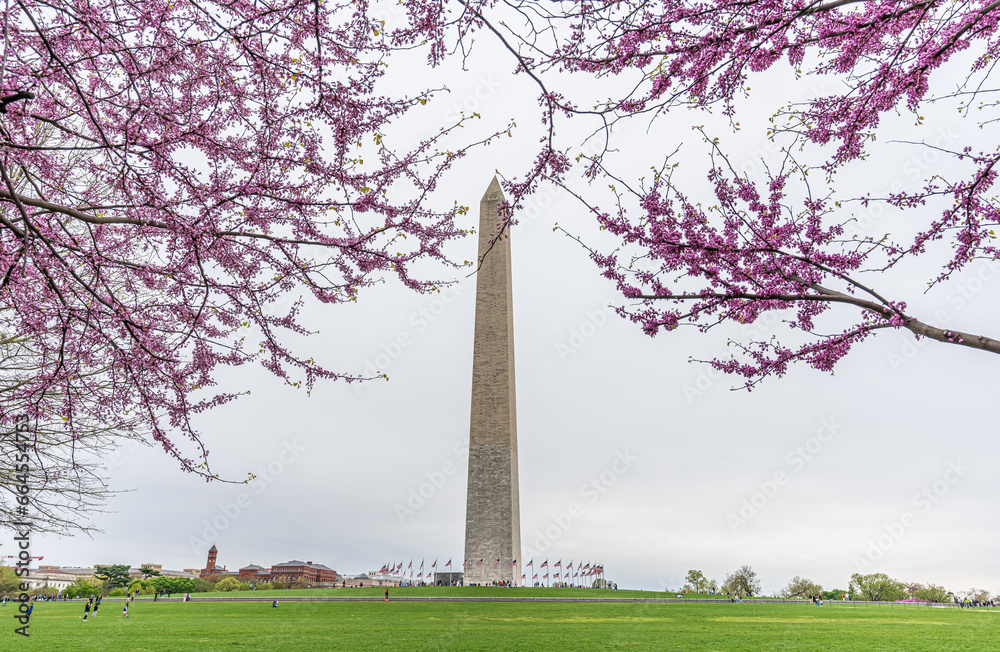 Washington monument on the National Mall in Washington, D.C, USA and Cherry blossom trees in spring