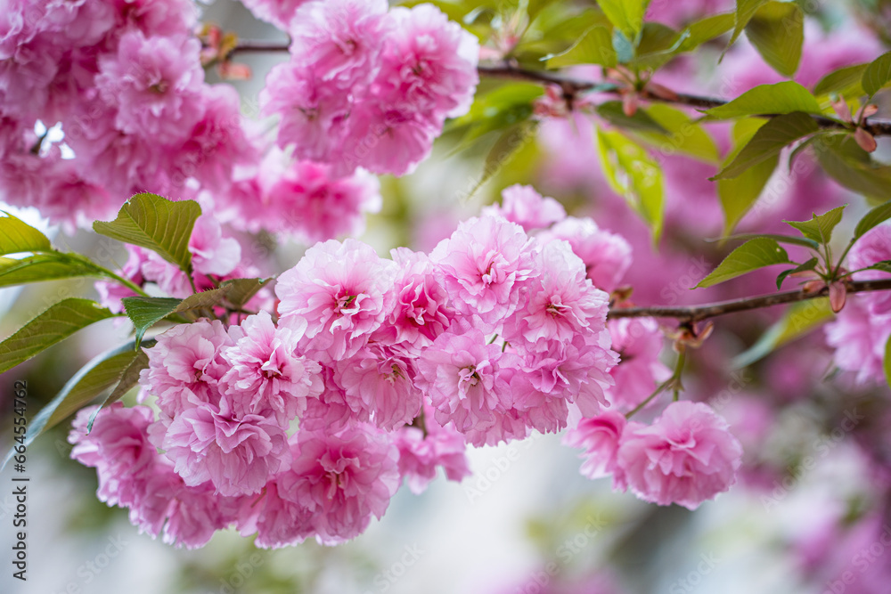 Colorful cherry blossom flower in full bloom in National Mall, Washington DC in spring