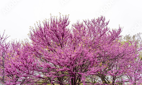 Obraz na płótnie Cherry blossom trees in full bloom on white background w salonie