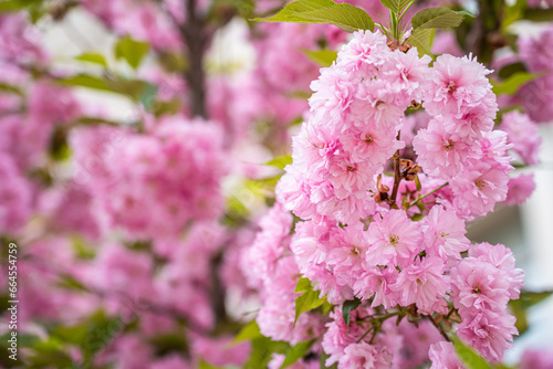 Obraz na płótnie Colorful cherry blossom flower in full bloom in National Mall, Washington DC in spring w salonie