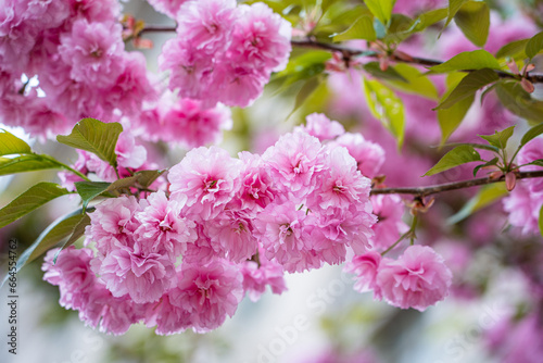 Obraz na płótnie Colorful cherry blossom flower in full bloom in National Mall, Washington DC in spring w salonie