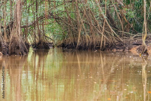 Obraz na płótnie Banyan Tree and Mangrove forest in Sang Nae Canal Phang Nga, Thailand w salonie