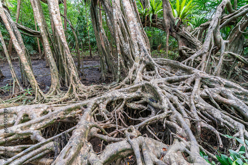 Massive banyan tree root system in rain forest, Sang Nae Canal Phang Nga, Thailand