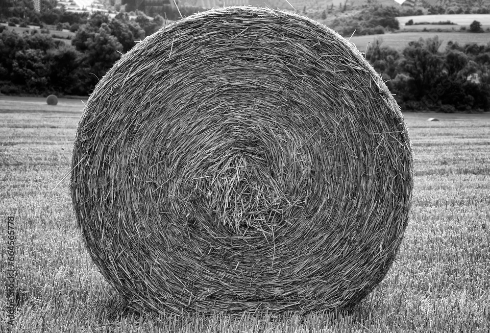 Big bales of hay on the field after harvest. Black and white Big bales of hay on the field after harvest. Black and white