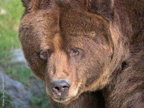 Foto Braunbär vor dem Winterschlaf