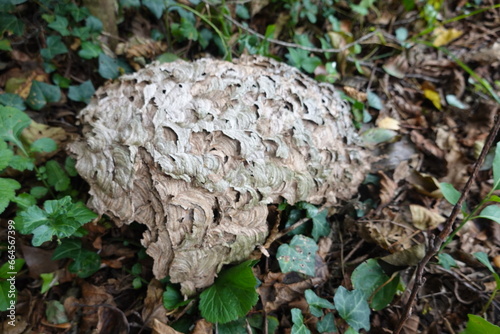 remains of a velutina wasp nest. asiatic wasp nest in the forest. destroyed wasp nest. vespa hornet