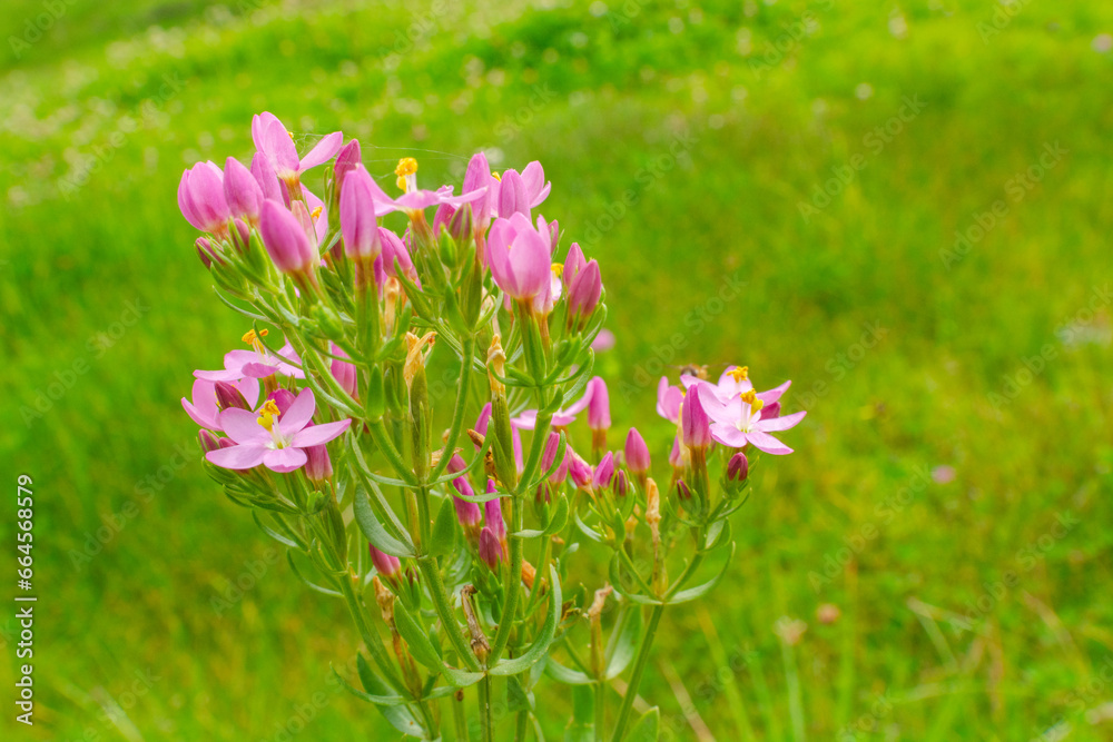 Fototapeta premium pink flowers in the garden