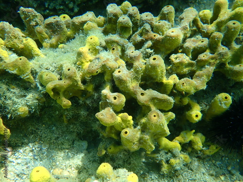 Yellow tube sponge or Aureate sponge  Aplysina aerophoba  undersea  Aegean Sea  Greece  Halkidiki 