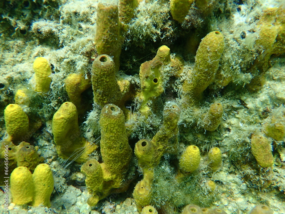 Yellow tube sponge or Aureate sponge (Aplysina aerophoba) undersea, Aegean Sea, Greece, Halkidiki
Yellow tube sponge or Aureate sponge (Aplysina aerophoba) undersea, Aegean Sea, Greece, Halkidiki