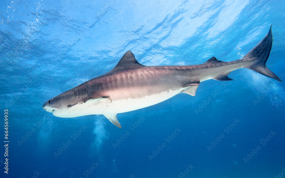 Fototapeta premium Tiger shark, Caribbean sea, Bahamas.
