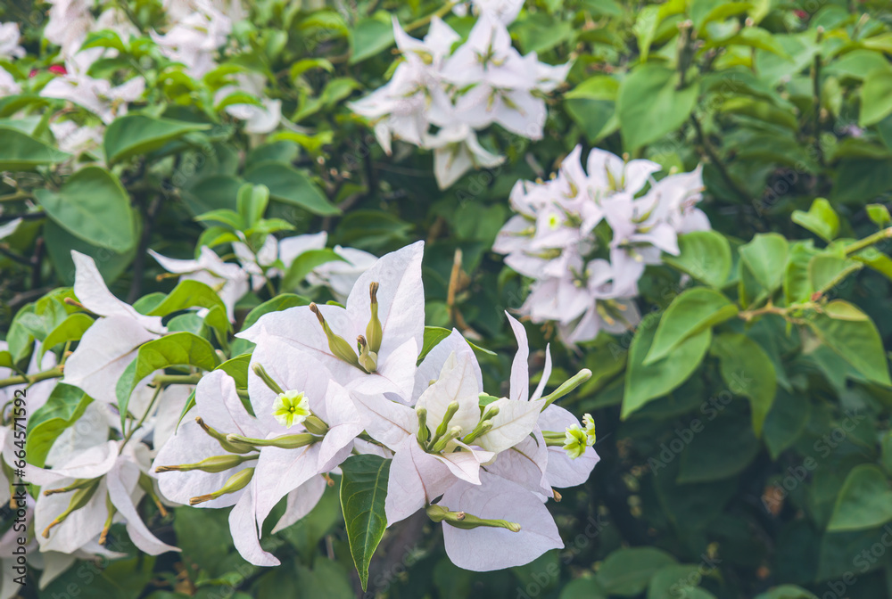 Naklejka premium Beautiful white bougainvillea flowers (scientific name Bougainvillea (Bougainvillea) Many bougainvillea flowers are blooming in a beautiful natural setting, Floral background. Bright white flowers
