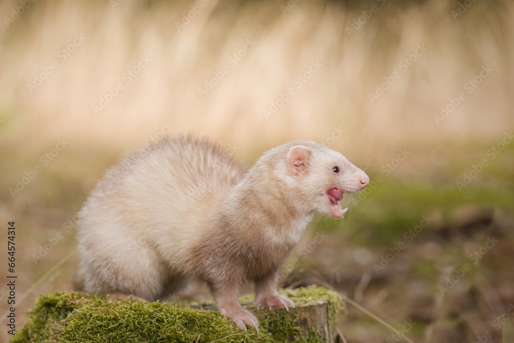 Champagne ferret posing on forest pathway and stump with grass on background Champagne ferret posing on forest pathway and stump with grass on background