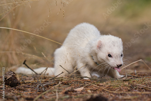 Ferret with white fur posing on forest pathway and stump