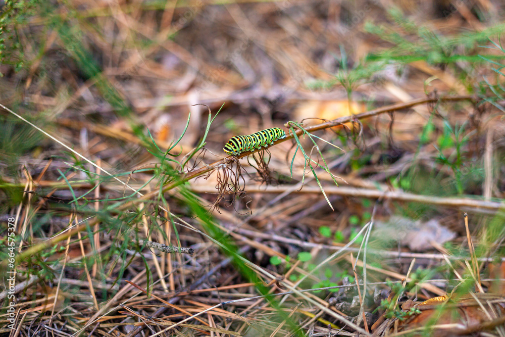 A Black Swallowtail Caterpillar crawls along a plant stem among the grass in the forest. Papilio polyxenes. Black Swallowtail Butterfly. American Swallowtail. Parsnip Swallowtail. A Black Swallowtail Caterpillar crawls along a plant stem among the grass in the forest. Papilio polyxenes. Black Swallowtail Butterfly. American Swallowtail. Parsnip Swallowtail.