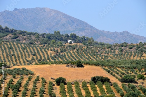Paisaje de olivos en Tolox, provincia de Málaga
