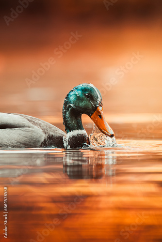 Ente im Wasser