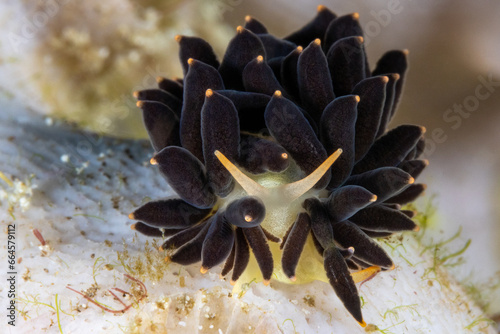 A Phestilla melanobrachia,  a species of sea slug, an aeolid nudibranch, a marine gastropod mollusk in the family Trinchesiidae. Found on a piece of white coral in Romblon, the Philippines. photo