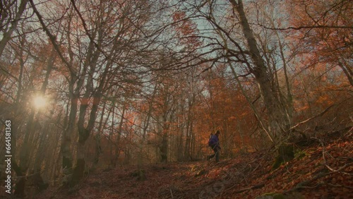 Woman walks in the beech forest