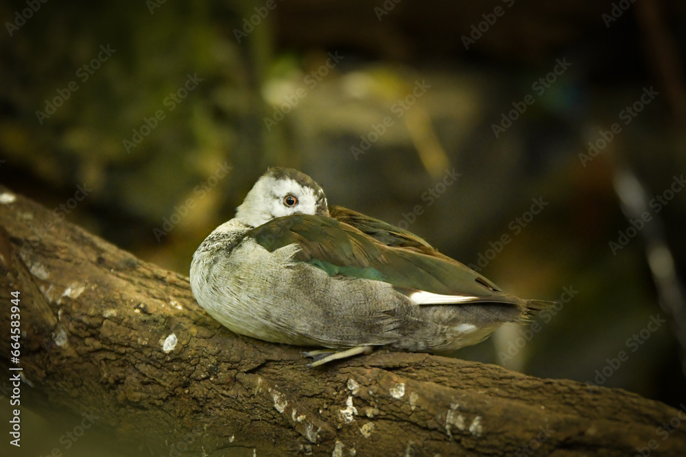 Fototapeta premium Duck in the zoo enclosure, spring chicks, on log