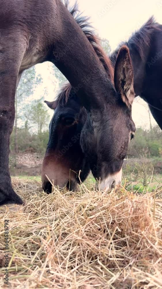 Harmonious Grazing: Mule and Donkey in the Forest. Hybrid. Pack animal. Ass. Burro. Jackstock. Harmonious Grazing: Mule and Donkey in the Forest. Hybrid. Pack animal. Ass. Burro. Jackstock.