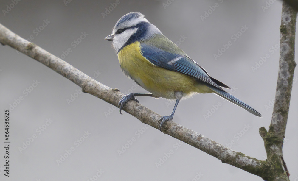 Fototapeta premium Eurasian Blue Tit