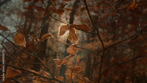 Flare through the beech leaves. Crane down shoot