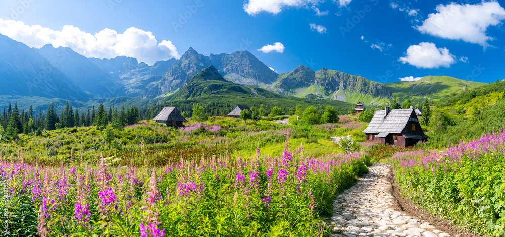 pathway through flowers meadow on hala gasienicowa in Tatra mountains in Poland - obrazy, fototapety, plakaty 