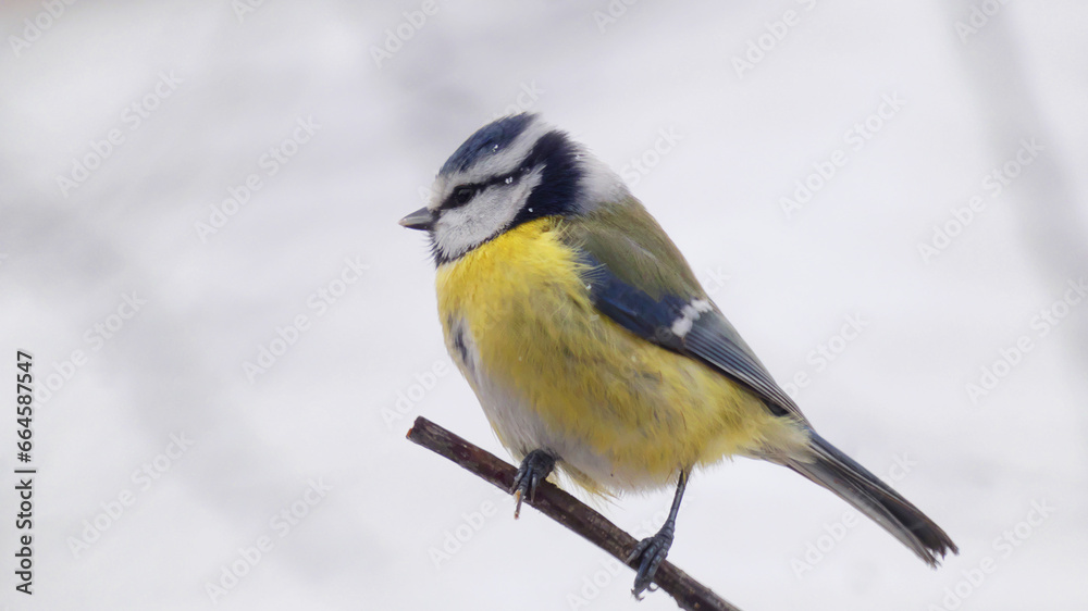 Fototapeta premium Eurasian Blue Tit