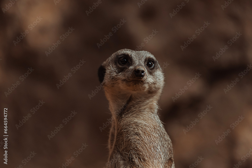 Fototapeta premium meerkat on guard