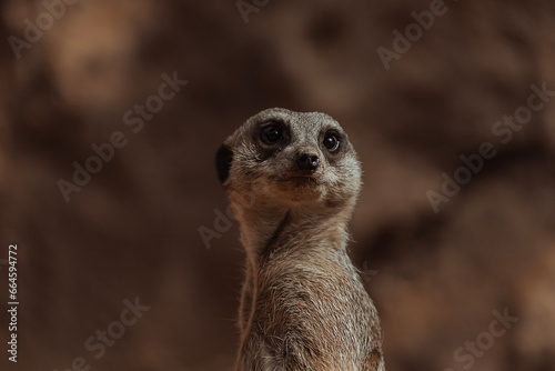 meerkat on guard © Sydney Reynolds