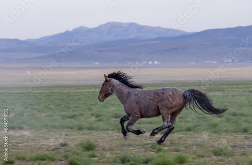 Wild Horse in the Utah Desert in Springtime © natureguy
