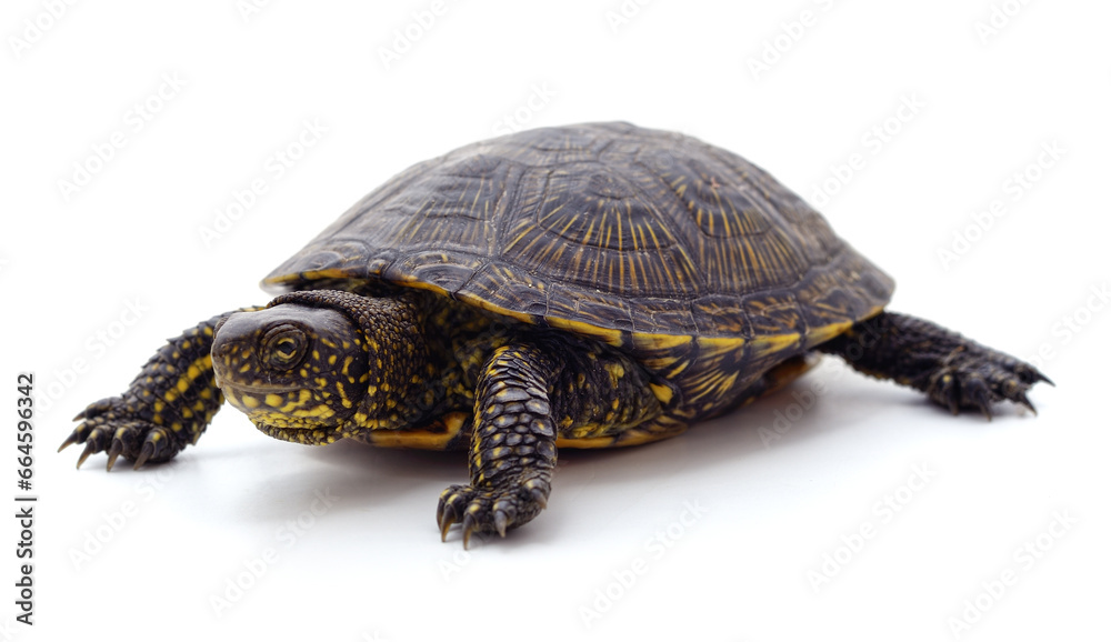 Wild black turtle. Wild black turtle.