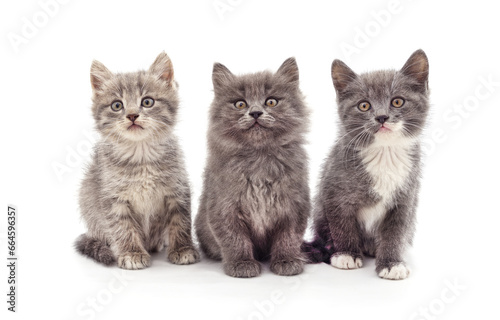 Three gray cats.