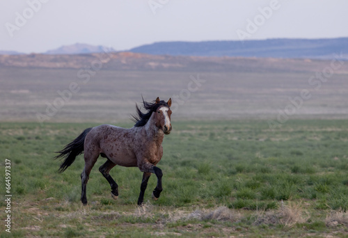 Wild Horse in the Utah Desert in Springtime © natureguy