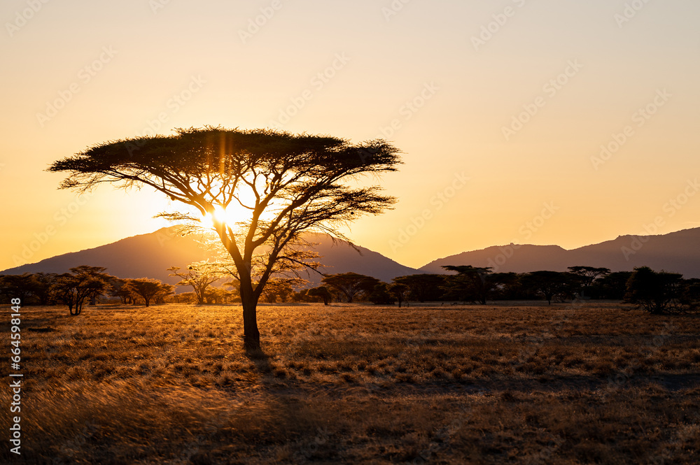 Schirmakazie in Kenya