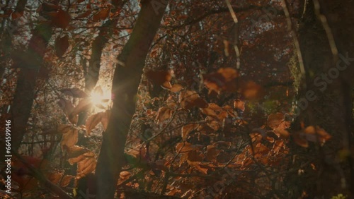 Beautiful flare through red leaves.