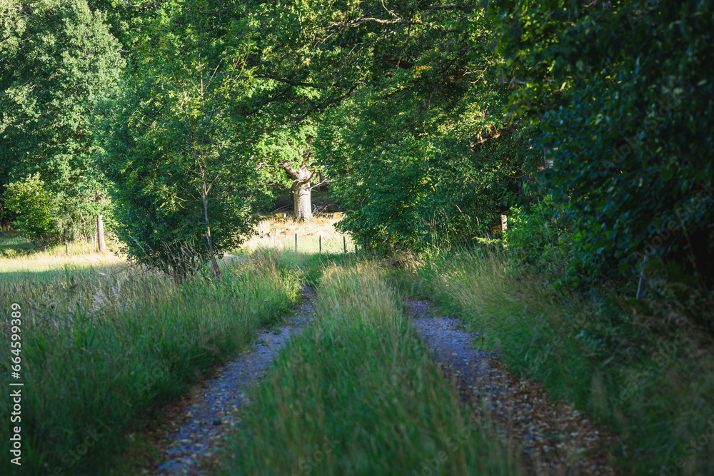 Straight gravel road going through field and forest Straight gravel road going through field and forest