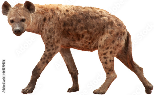 Hyena PNG, transparent background
