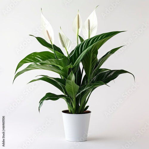 Peace Lily on a plain white background.