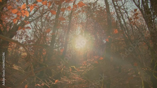 The sun filters through the branches. Crane down shoot.