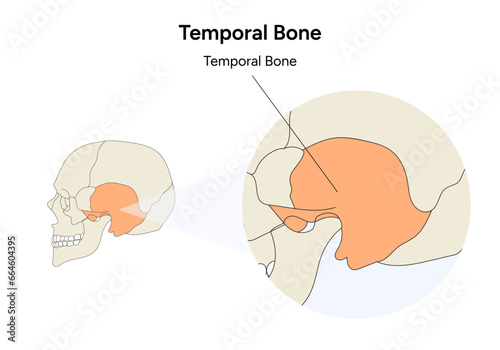 Temporal bone human skull illustration in vector
