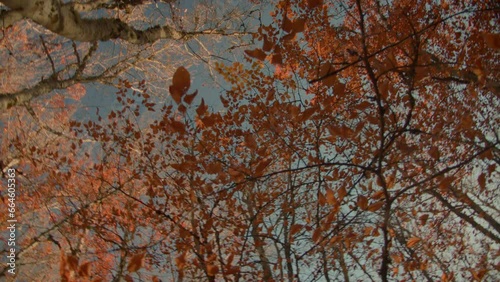 reetops in autumn. Point of view. Circular shot