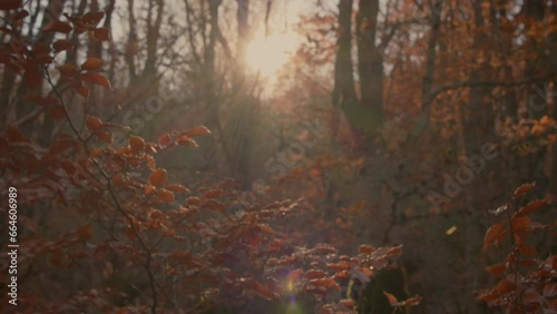 The sun filters through the beech leaves. Crane up shoot