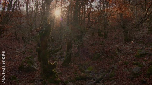 Beautiful view of beech forest in autumn. Point of view