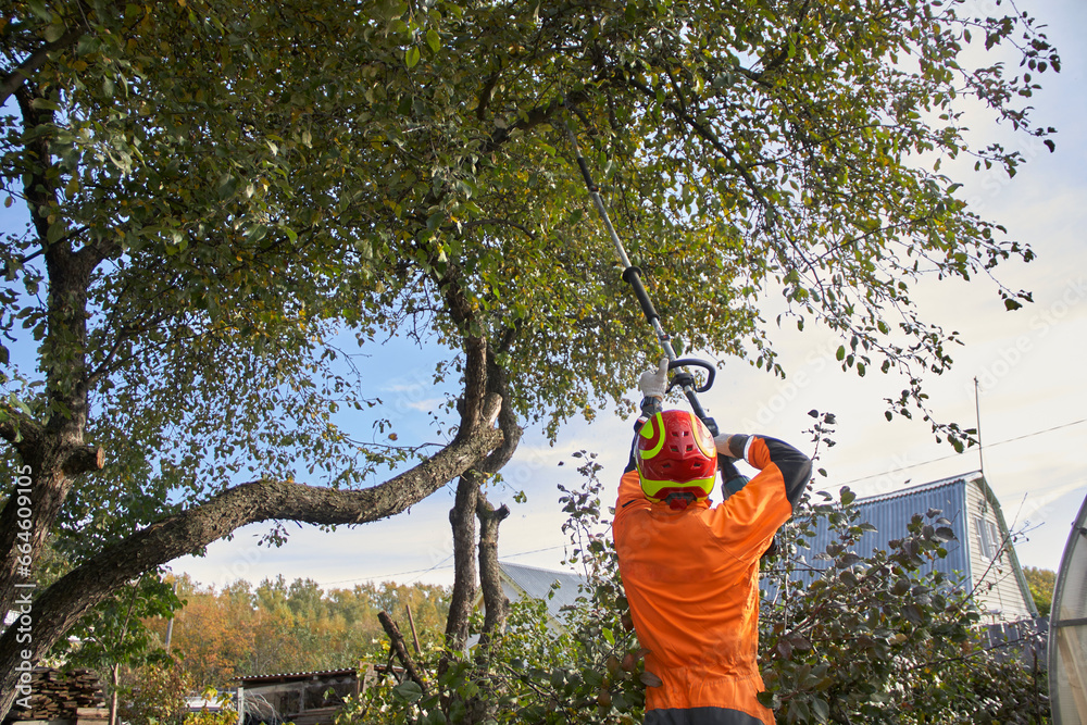 Obraz premium Tree surgeon. Working with a chainsaw. Sawing wood with a chainsaw. 