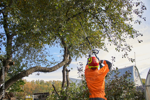 Tree surgeon. Working with a chainsaw. Sawing wood with a chainsaw. 